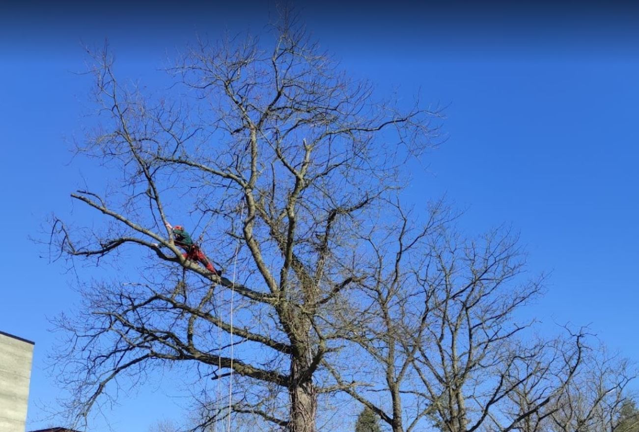 boomverzorgers Lubbeek | ArboDave Boomverzorging