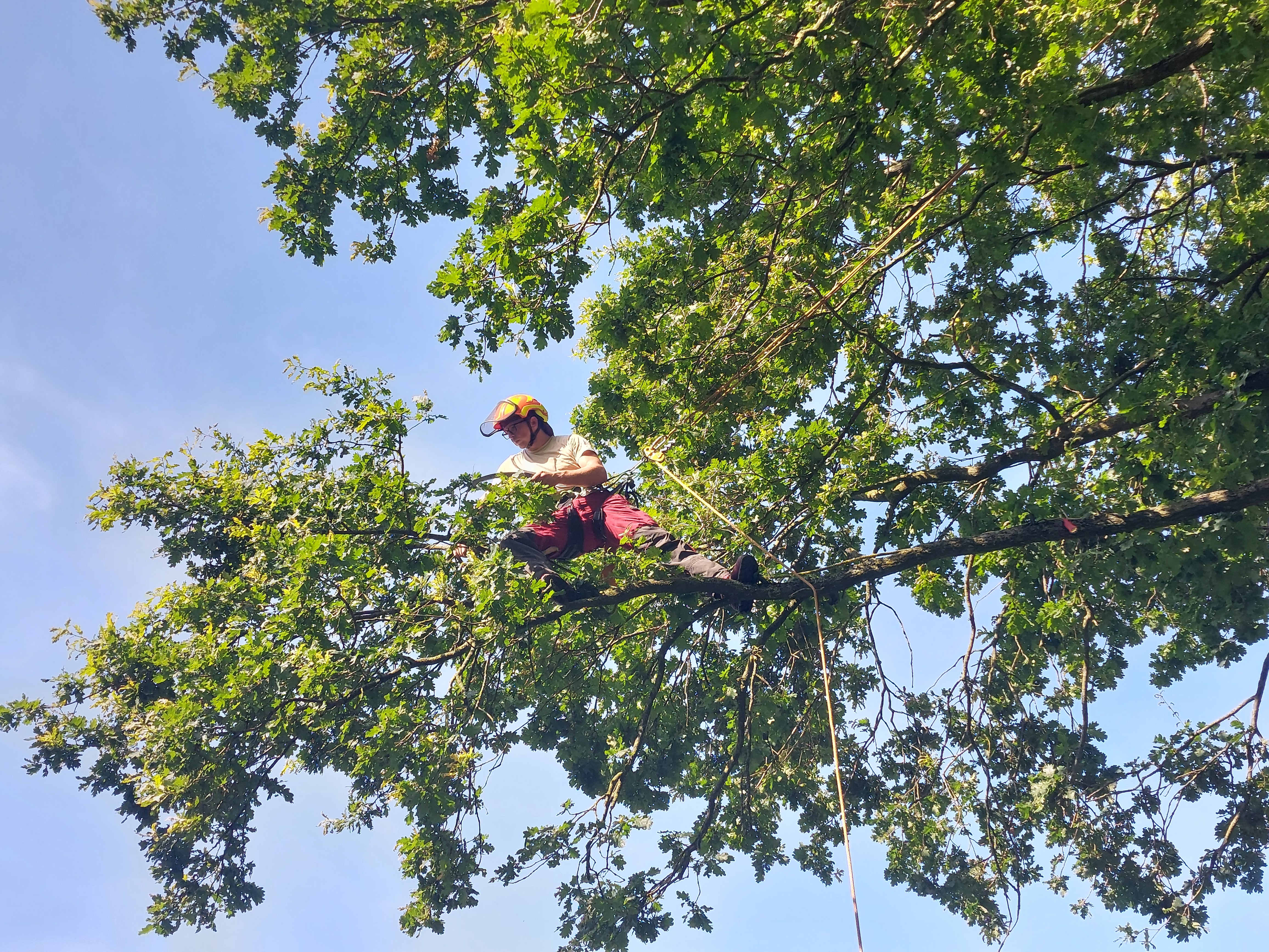 boomverzorgers Geel | Bomen Thys