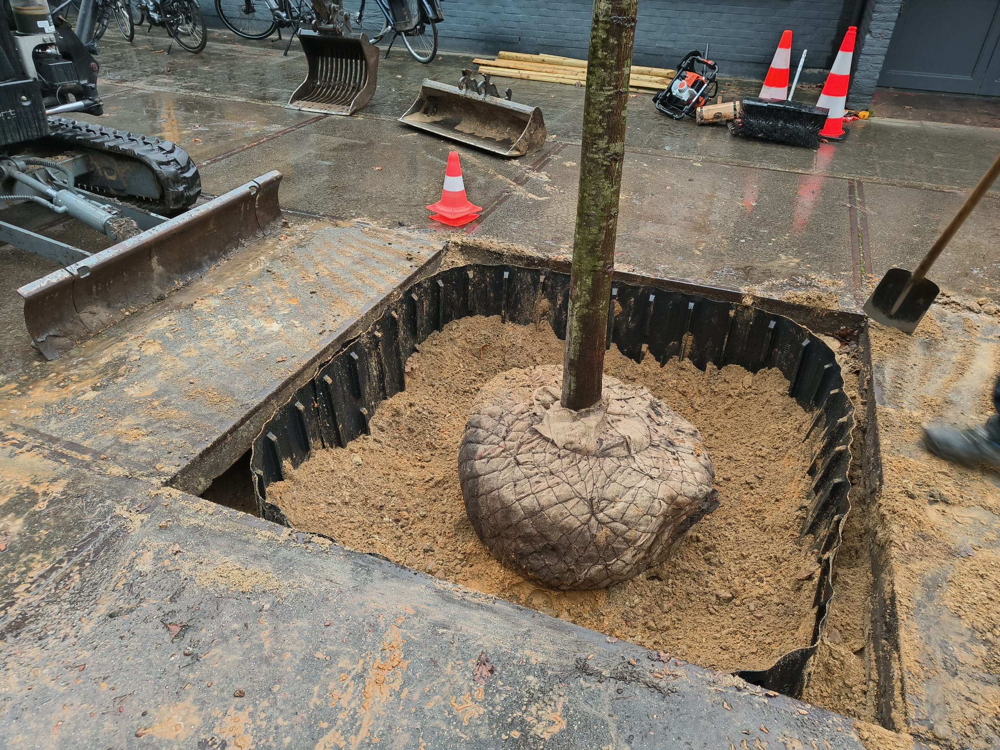 boomverzorgers Geel | Bomen Thys