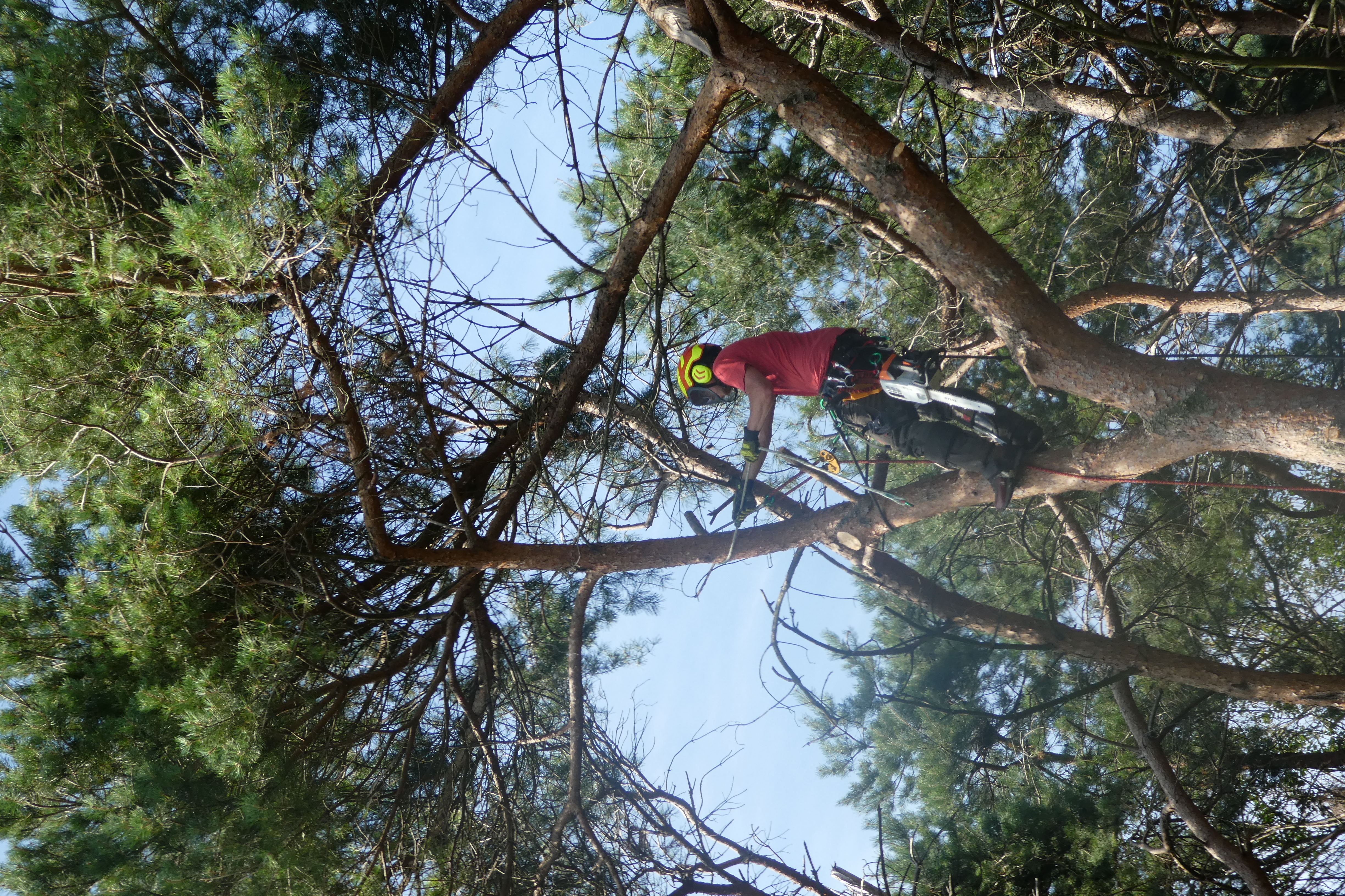 boomverzorgers Geel | Bomen Thys