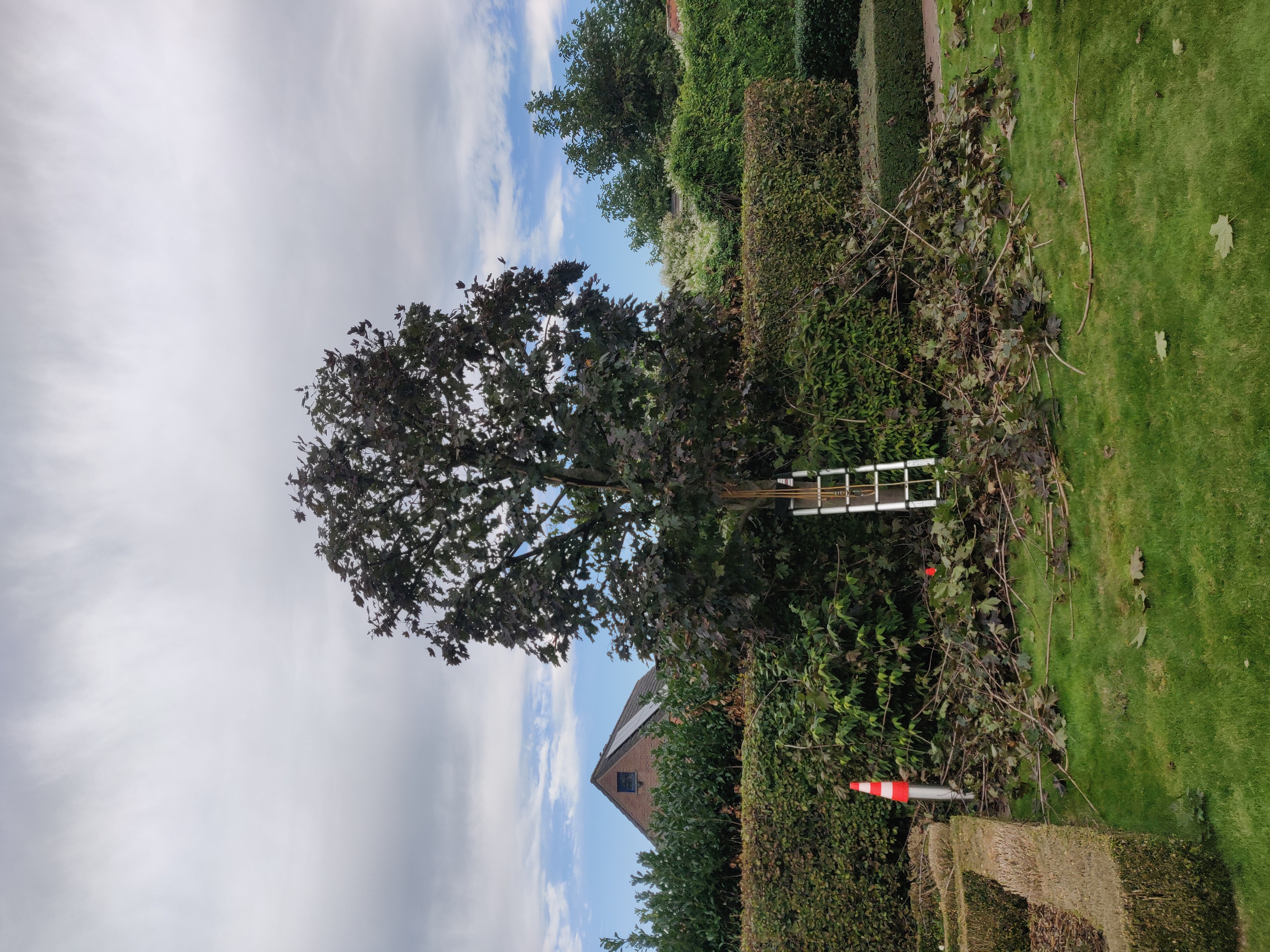 boomverzorgers Geel | Bomen Thys