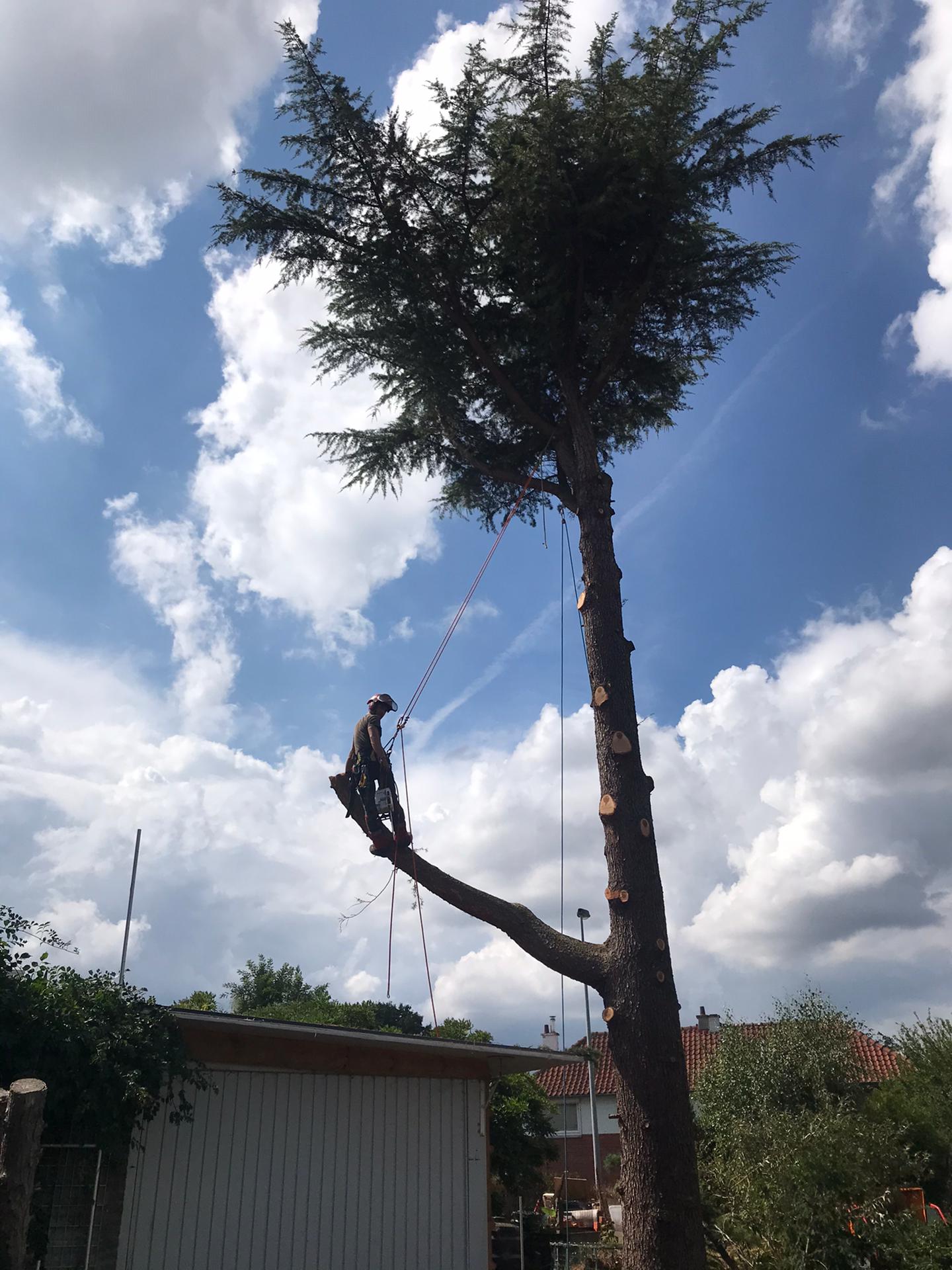 boomverzorgers Testelt Bonoboom Boomverzorging