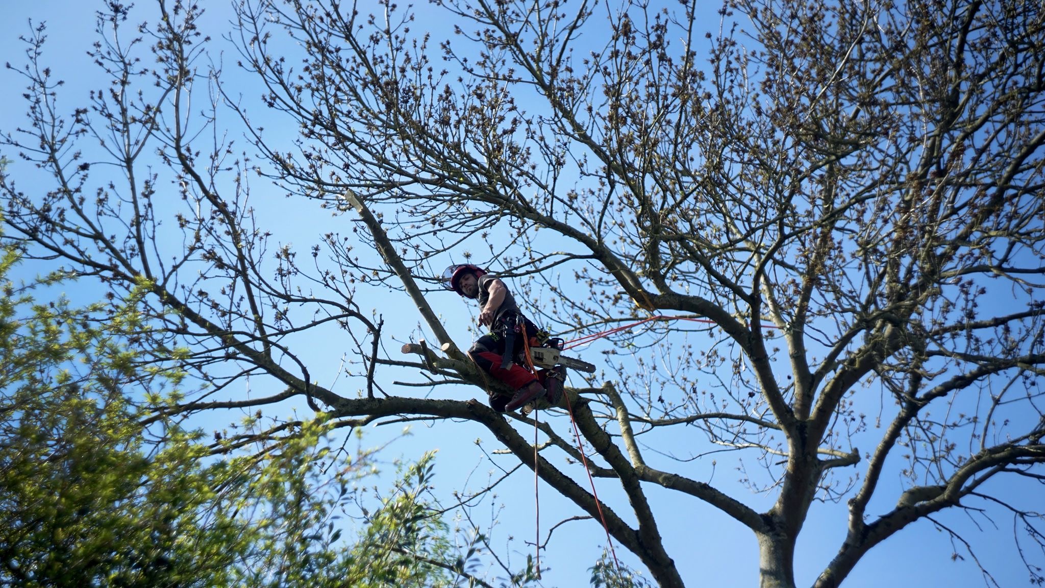 boomverzorgers Roosbeek | Bonoboom Boomverzorging