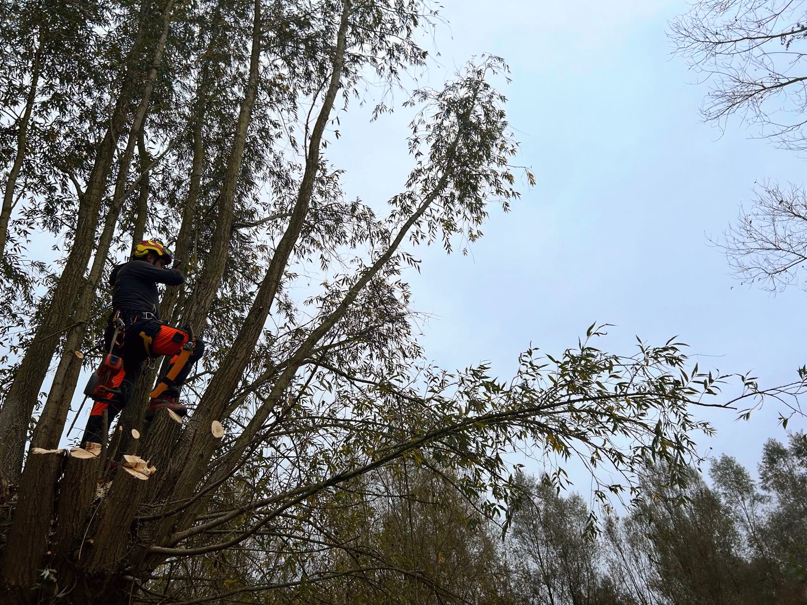 boomverzorgers Sint-Niklaas | Boomverzorging Hoof