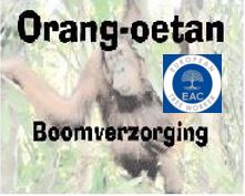 boomverzorgers Stekene Orang-oetan boomverzorging