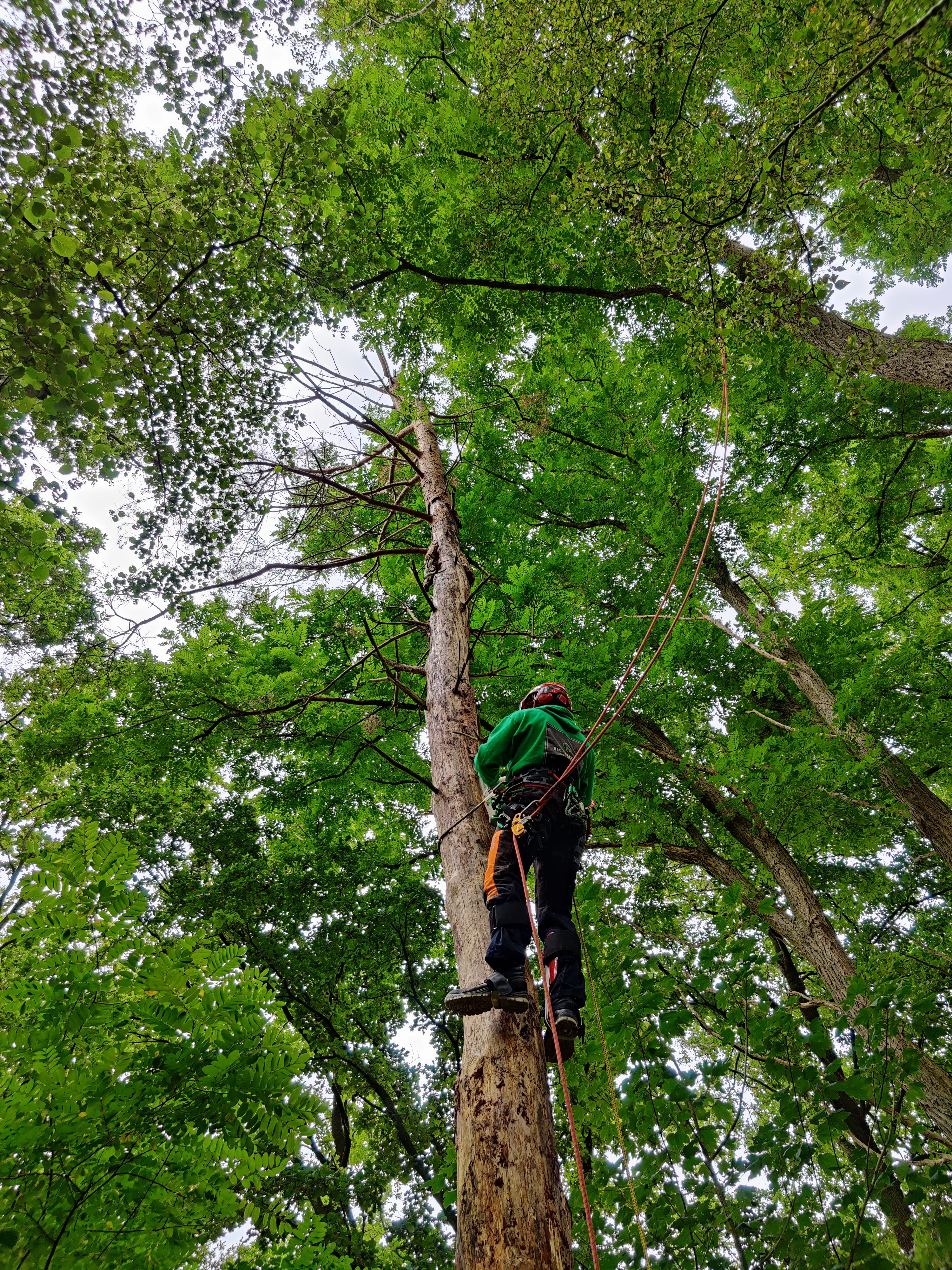 boomverzorgers Balen | Rik Treecare