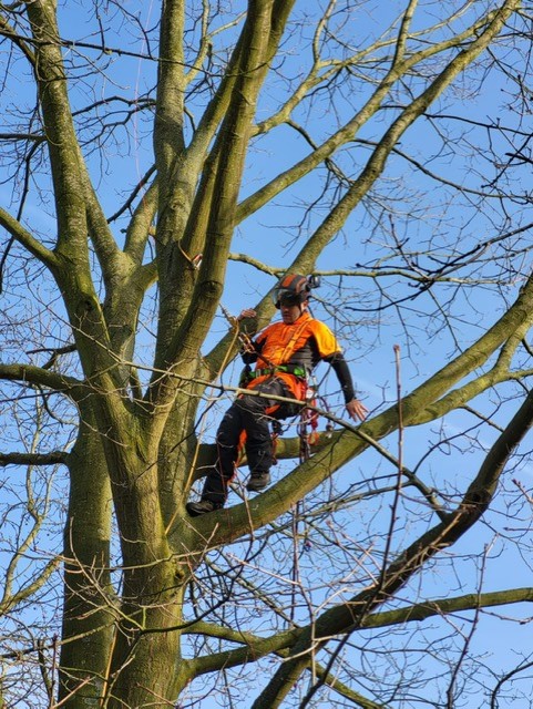 boomverzorgers Edegem Sepe Tuinonderhoud & Boomverzorging