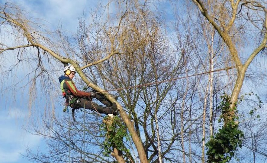 boomverzorgers Temse Treecare Ward Huysmans